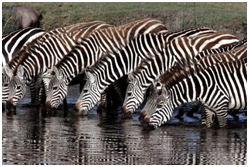 zebra